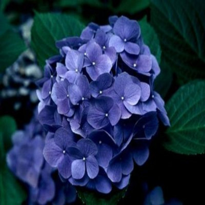 Гортензия BLUE DANUBE