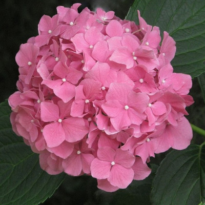 Гортензия BAILMER (Баилмер)