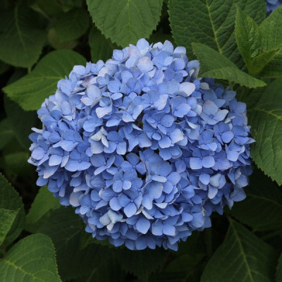 Гортензия NIKKO BLUE (Никко Блу)