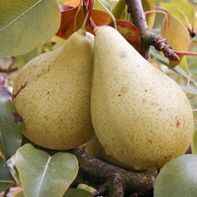 Груша Вільямс
