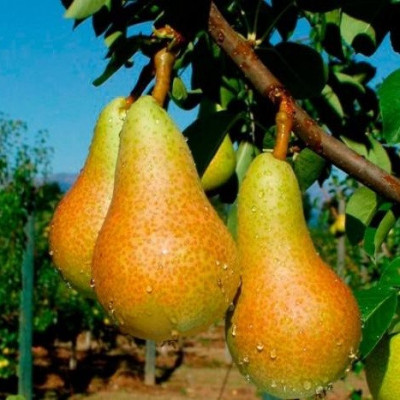 Груша Аббат Феттель