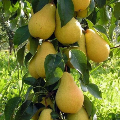 Груша Декора