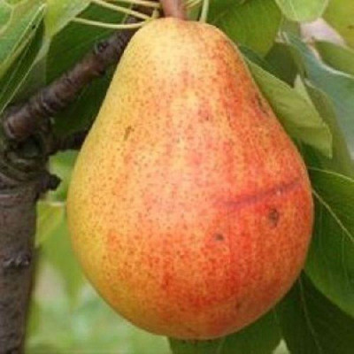 Груша Любимица Клапа