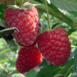 Ягодные кустарники