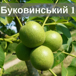 Горіх Буковинський 1