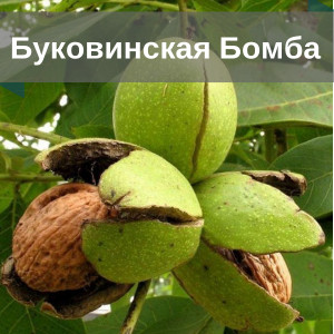 Горіх Буковинська Бомба 