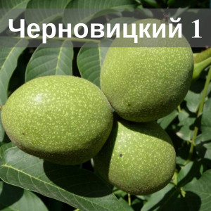Горіх Чернівецький 1 