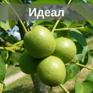 Горіх Ідеал 