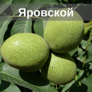 Горіх Яровський 