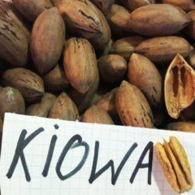 Орех Пекан Kiowa