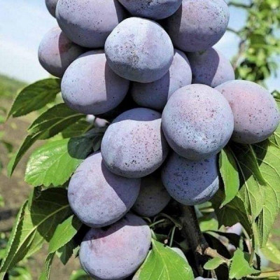 Слива Чачакская Ранняя