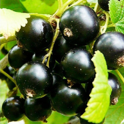 Смородина черная Красота Львова