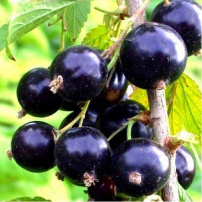 Смородина черная Юбилейная