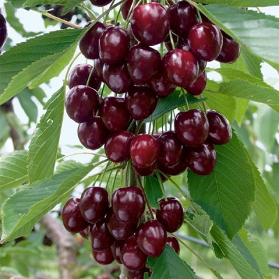 Вишня Королева
