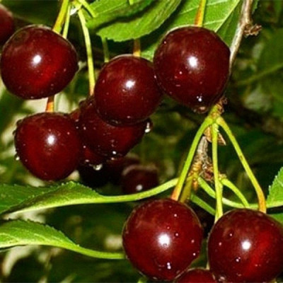 Вишня Ксенія