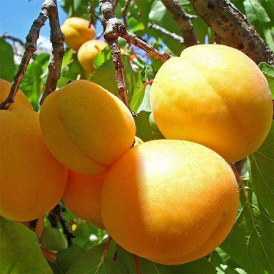 Абрикос Ананасный