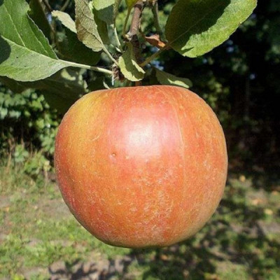 Яблоня Лиголь
