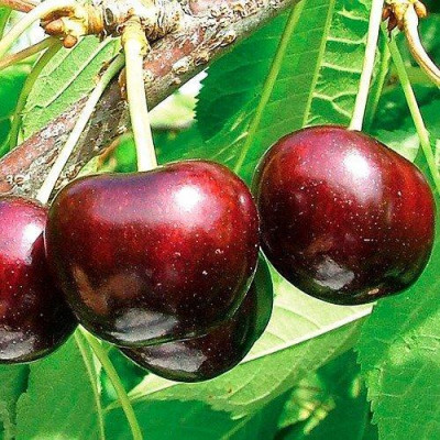 Черешня Саммит