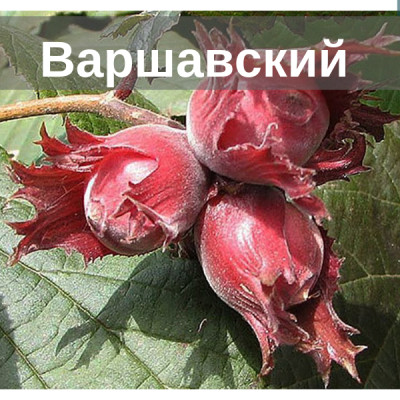 Фундук Варшавский краснолистый