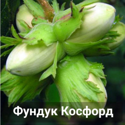Фундук Косфорд