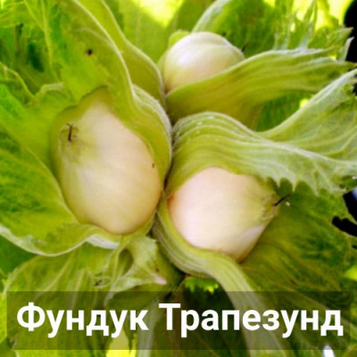 Фундук Трапезунд