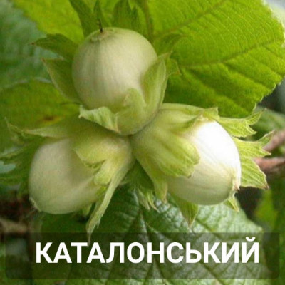 Фундук Каталонский